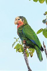 Cuban Parrot